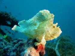 Scorpion Leaffish.Taken from kapalai /sony P9 by Honarius Basil 